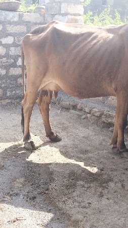 થંબનેલ 2