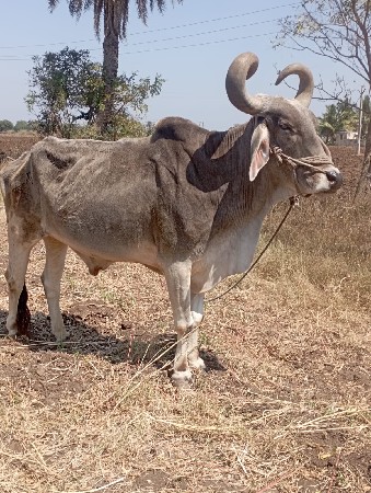 બળદ ની જોડ વેચવાની છે