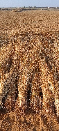 નીરણ વેચવા ની છે