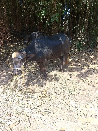 પેલું વેતર