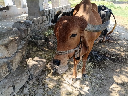 थंबनेल 3