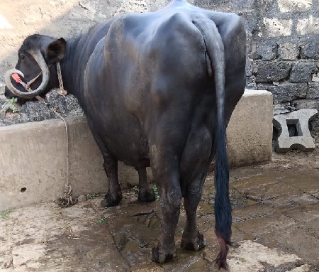 ધાભણ ભૅચ વૅચવાની છૅ