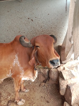 थंबनेल 3