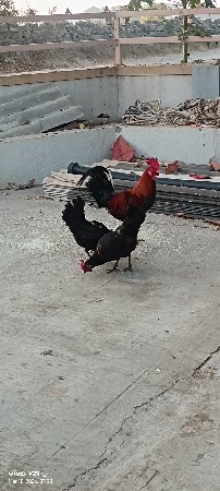 ૧૩ મરઘા વેચવાના છે