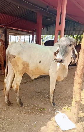 થંબનેલ 2