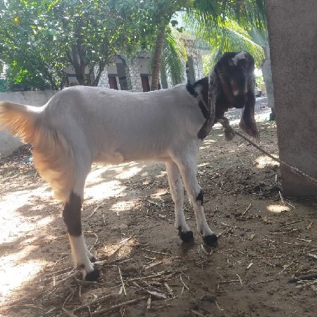 વેચવાની છે