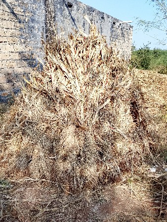 નીણ (ગુંદરી ) વેચવાની છે