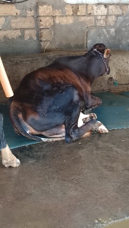 થંબનેલ 2