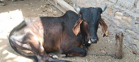 બંને વાસડિ વેચવા નિ