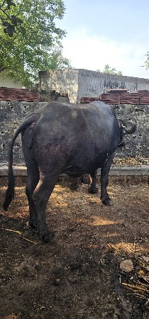 થંબનેલ 2