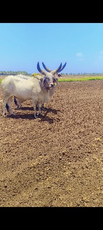 બળદ વેચવાના છે