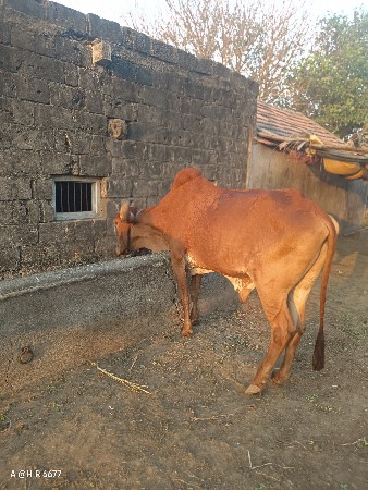 બળદ વેચવા નાં સે