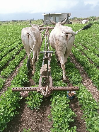 બડદ વેસવા ના છે