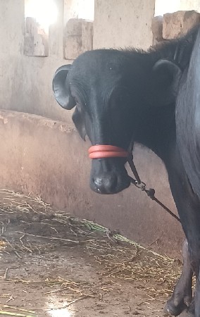 थंबनेल 3