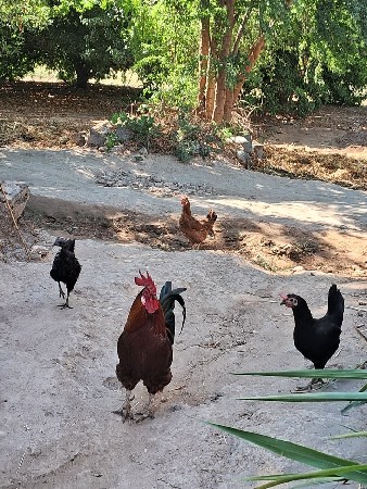 વેચવાનું છે