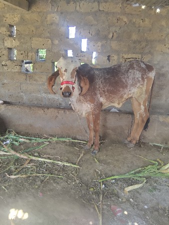 थंबनेल 2