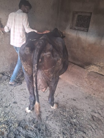 थंबनेल 3