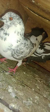 થંબનેલ 2