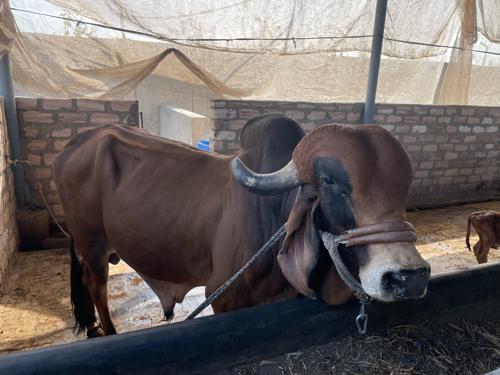 Gir bull(ગીર સાંઢ)