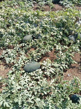 બસ વેચવાના છે બે થી ત્રણ ના દાણા