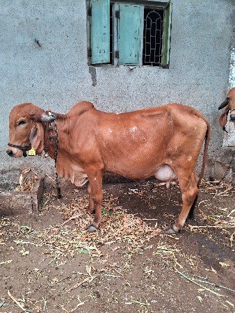 ગિર ગાય વેચવાની છે