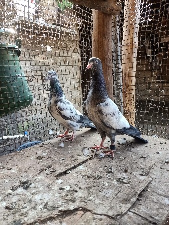 थंबनेल 3