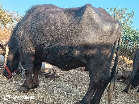 थंबनेल 2