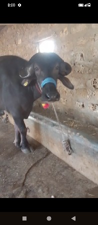 થંબનેલ 3