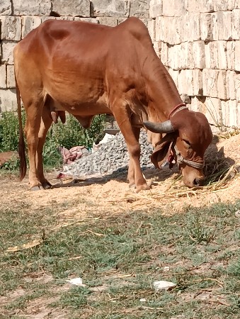 ગીર હોડકી આપવાની છે