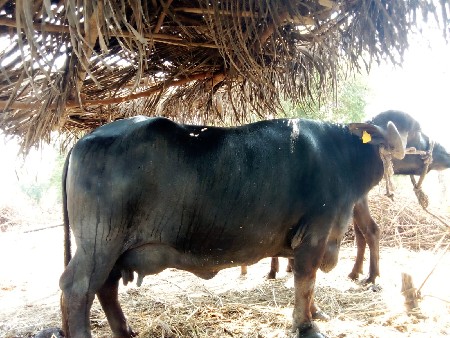 ભેસ વેચવાની સે