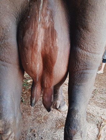 પેલું વેતરુ ખડીલુ વેચવાનું છે