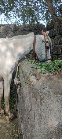 ghodi vesavani se