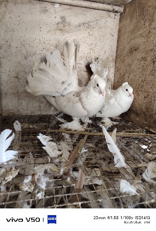 थंबनेल 2