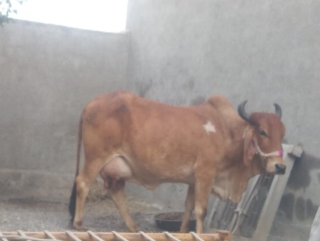 ગાય વેચવાની છે