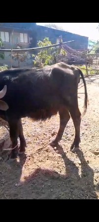 થંબનેલ 3