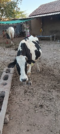 ગાય વેચવાની છે 15 દિવસ કાચી છે