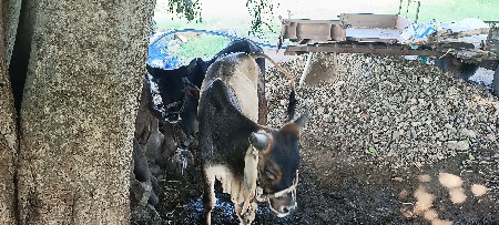 વાસડા વેચવાના છે