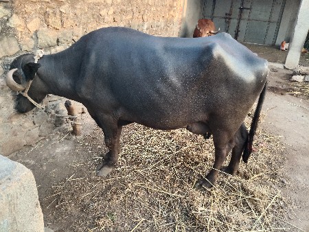 ભેંસ વેચવાની છે.