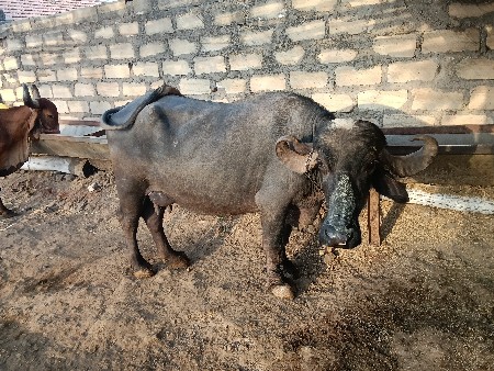 થંબનેલ 3