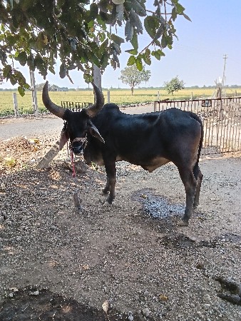 થંબનેલ 2