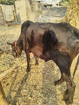 થંબનેલ 2