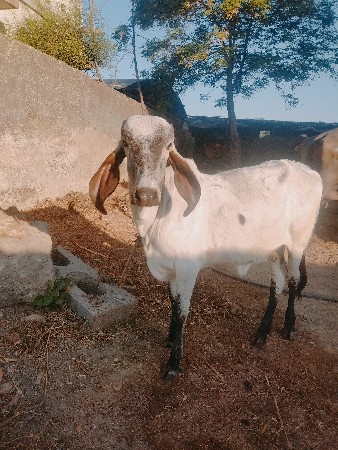 थंबनेल 2