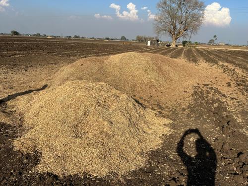 તુવેર નું તુવેરિયું વેચવાનું છે