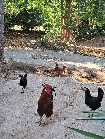 થંબનેલ 3