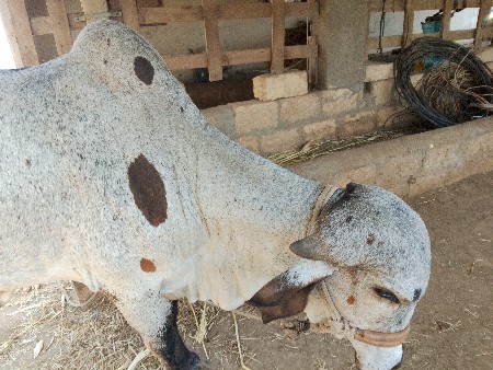 વેચવાની.છે