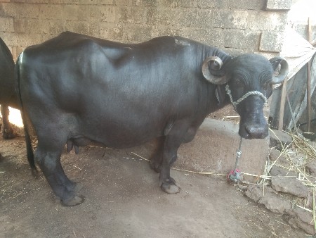 ભેસ વેચવાની છે.