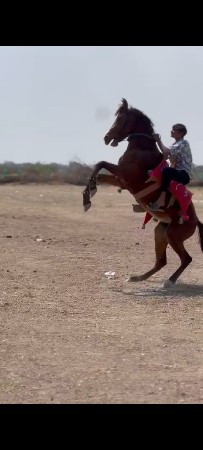 થંબનેલ 3