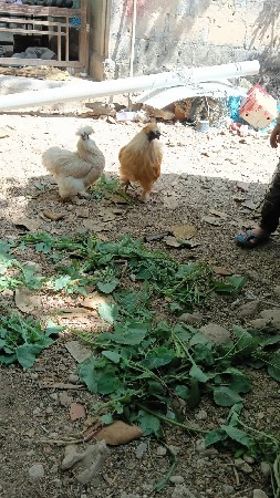 થંબનેલ 3