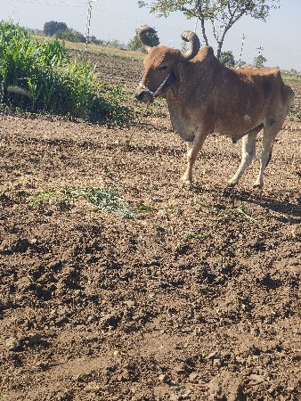 थंबनेल 3