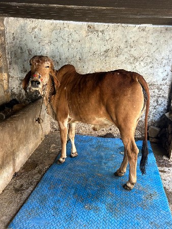 थंबनेल 2